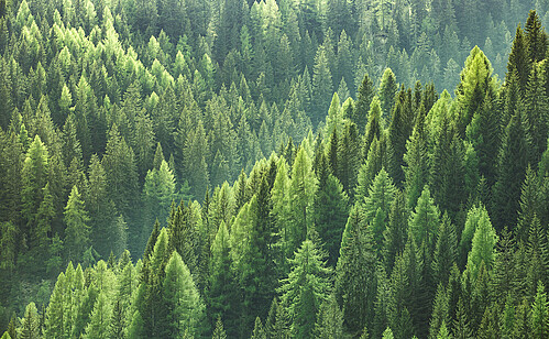 Zrównoważony rozwój w firmie Karl Knauer