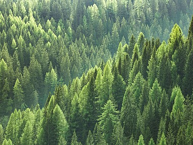 Drzewa iglaste w lesie