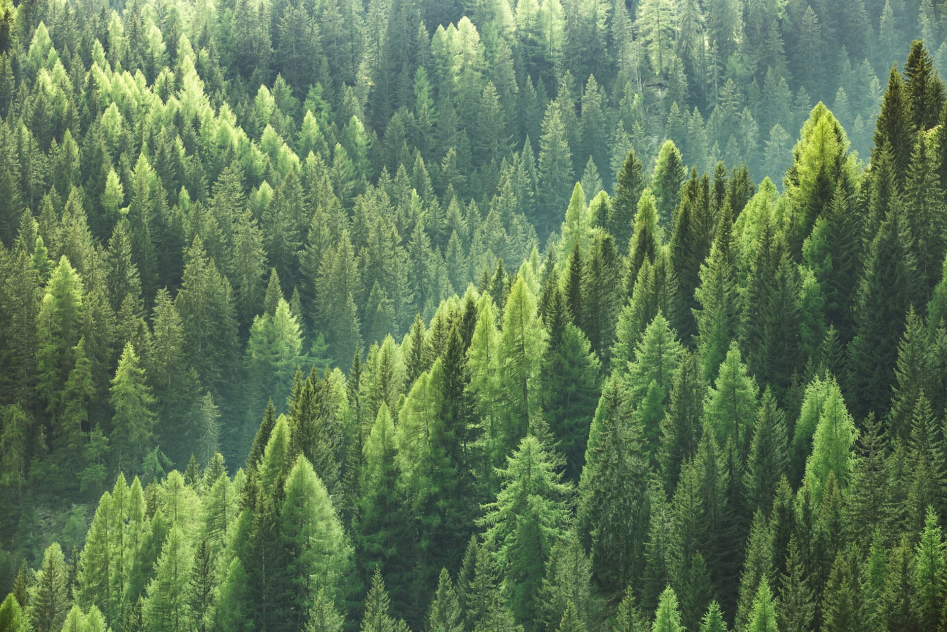 Las jodłowy Tannenwald